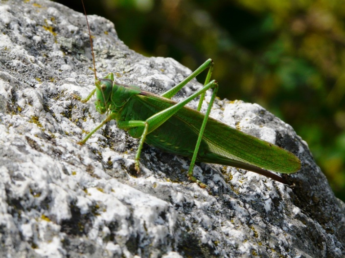 cavalletta da identificare